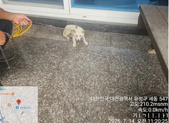 믹스견 보호중 사진