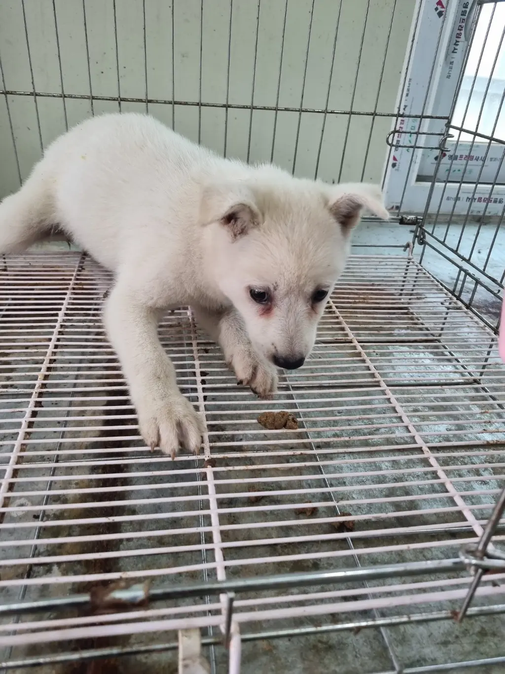 믹스견 보호중 사진