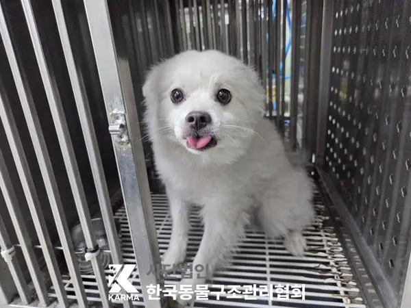 스피츠 보호중 사진