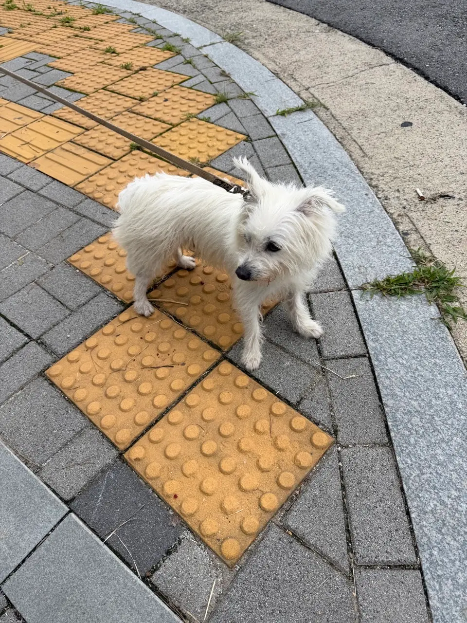 믹스견 보호중 사진