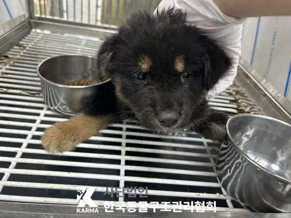 믹스견 보호중 사진