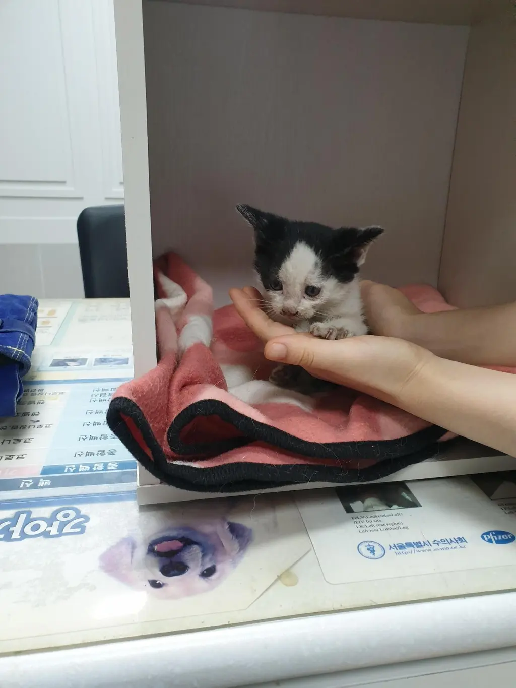 한국 고양이 보호중 사진