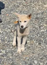 믹스견 보호중 사진