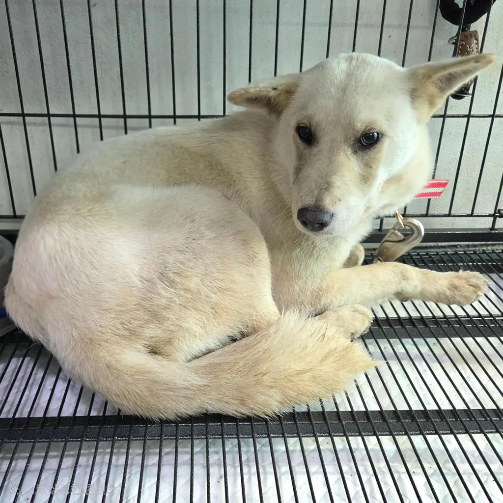 믹스견 보호중 사진