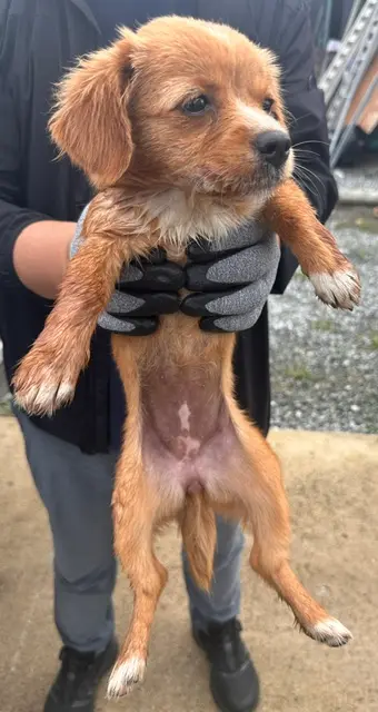 믹스견 보호중 사진