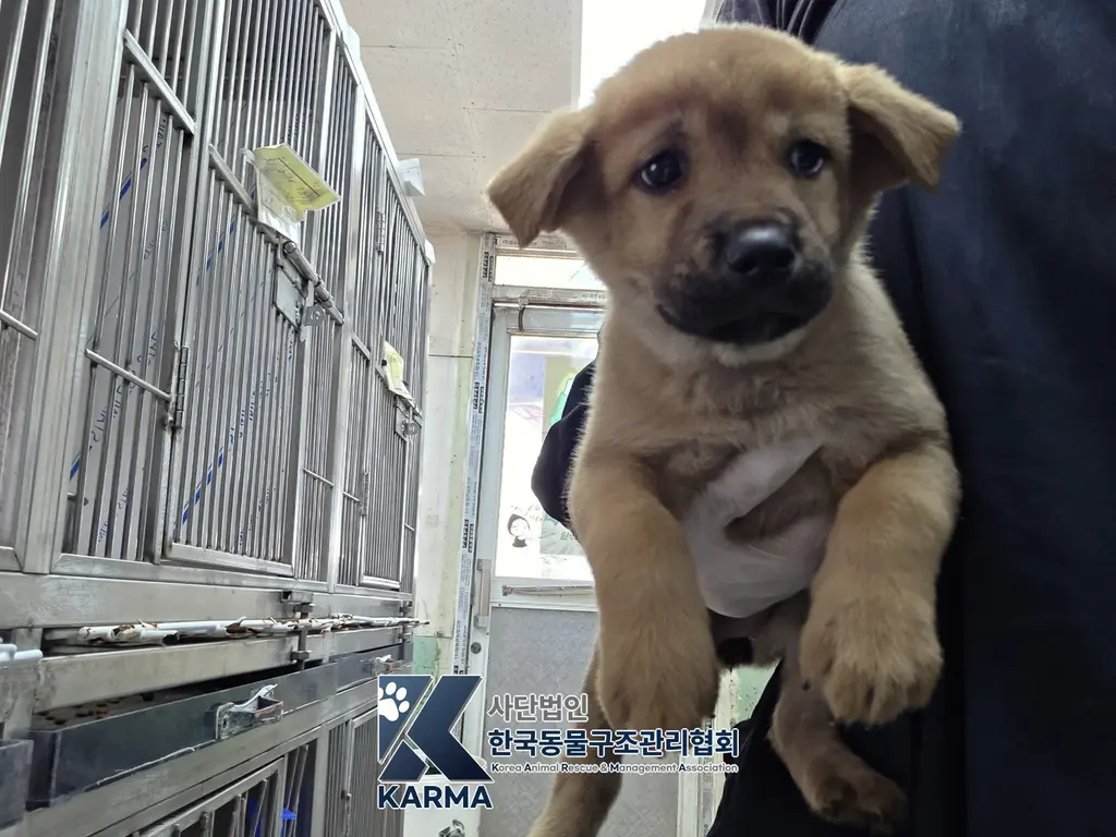 믹스견 보호중 사진