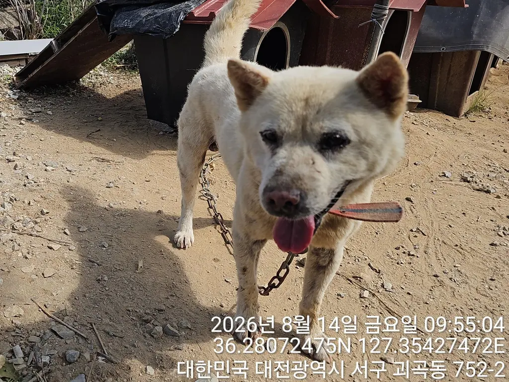 진도견 보호중 사진
