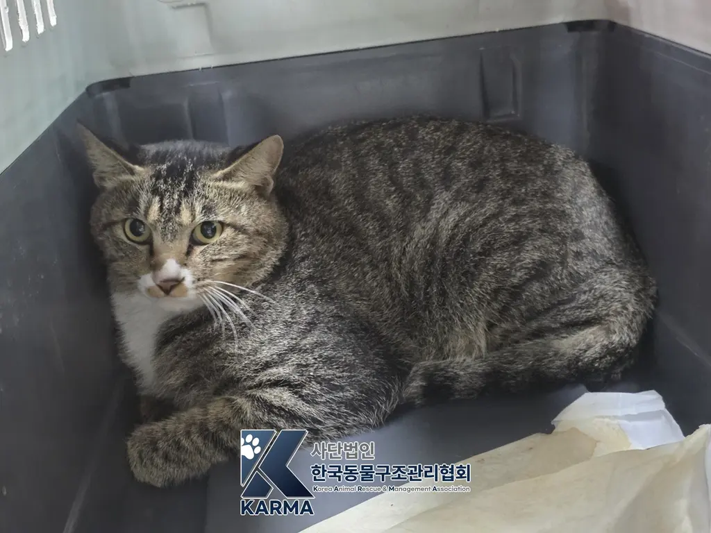 한국 고양이 보호중 사진