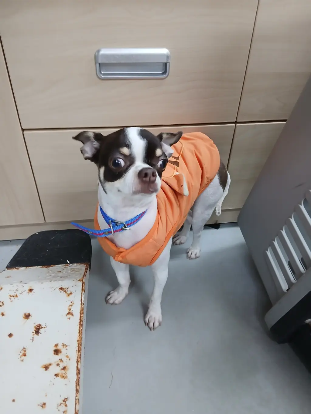치와와 보호중 사진