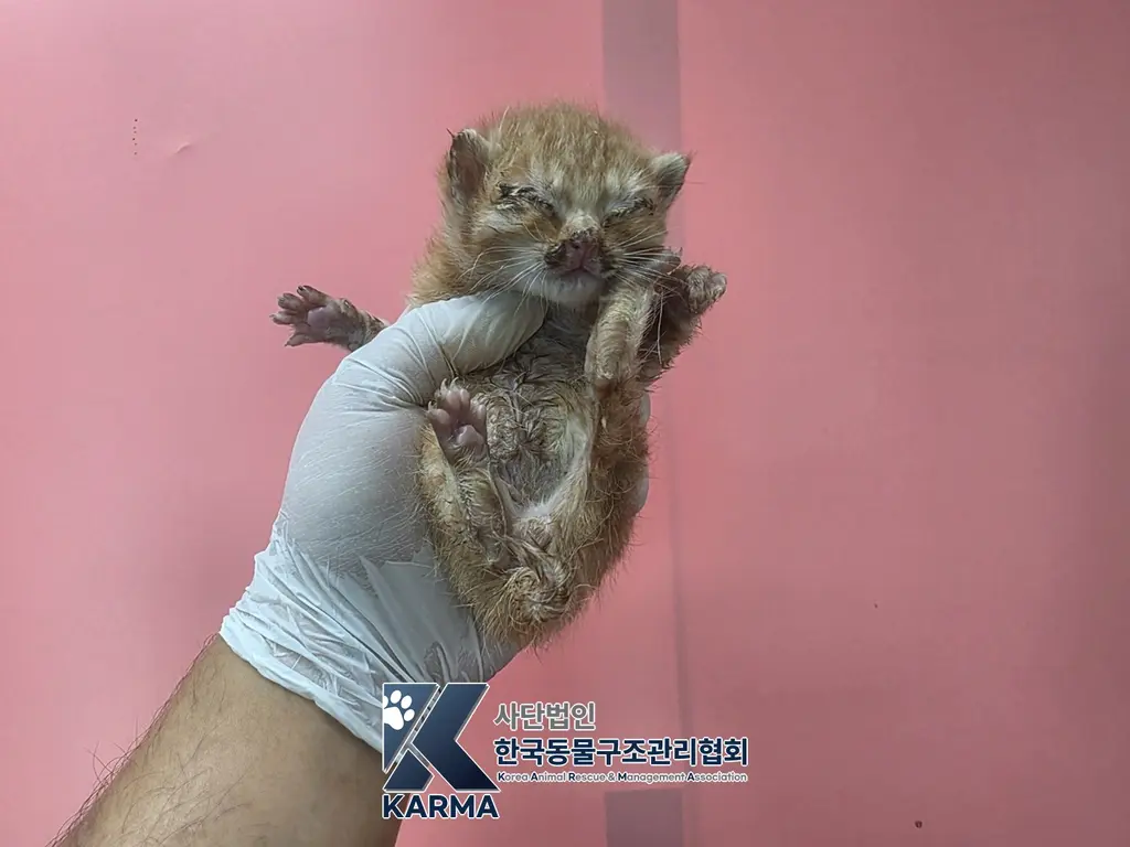 한국 고양이 보호중 사진
