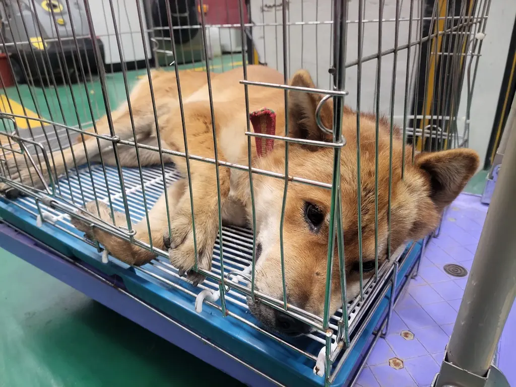 믹스견 보호중 사진