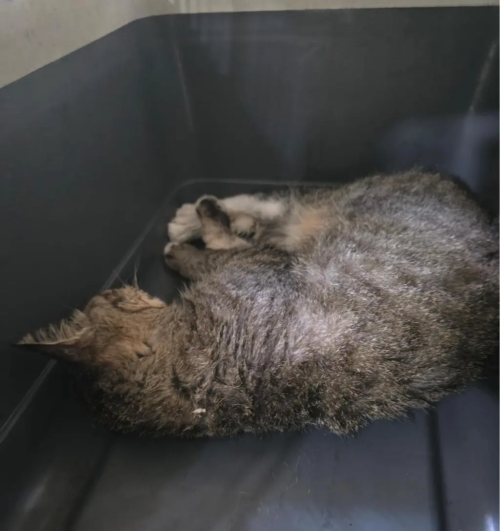 한국 고양이 보호중 사진