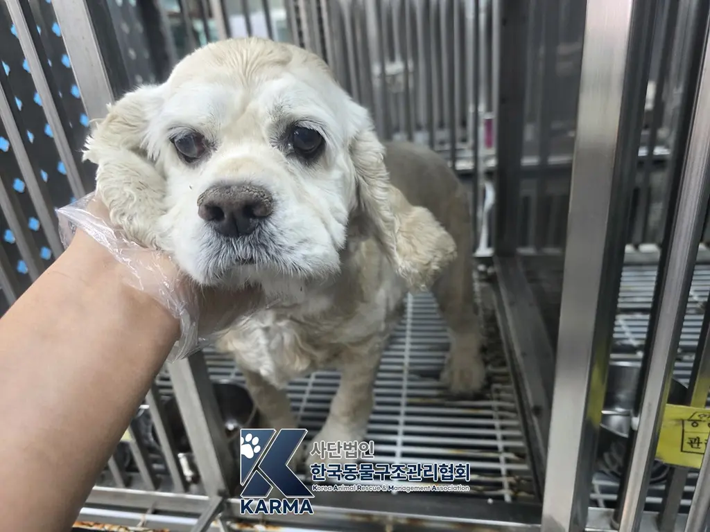 코카 스파니엘 보호중 사진