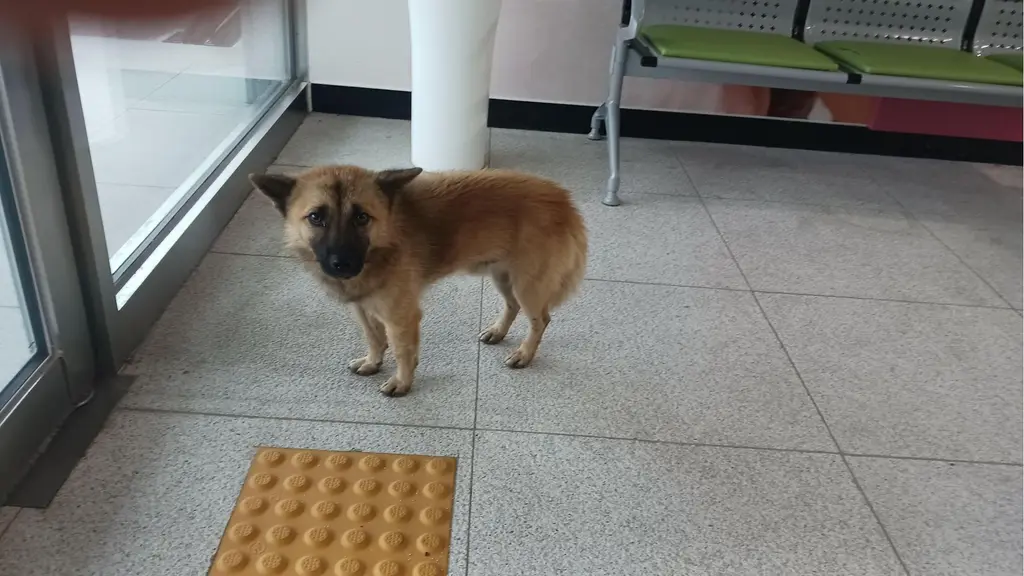 믹스견 보호중 사진