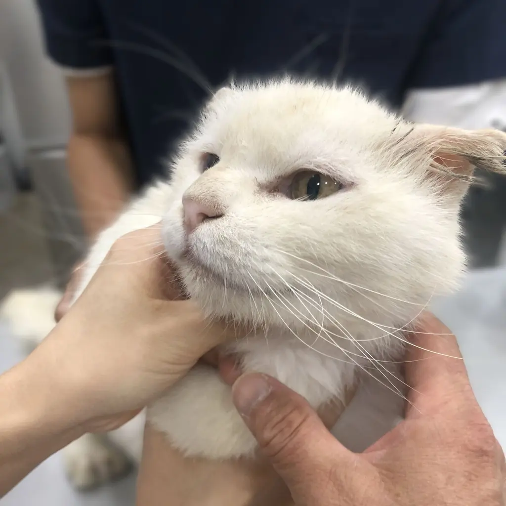 믹스묘 보호중 사진