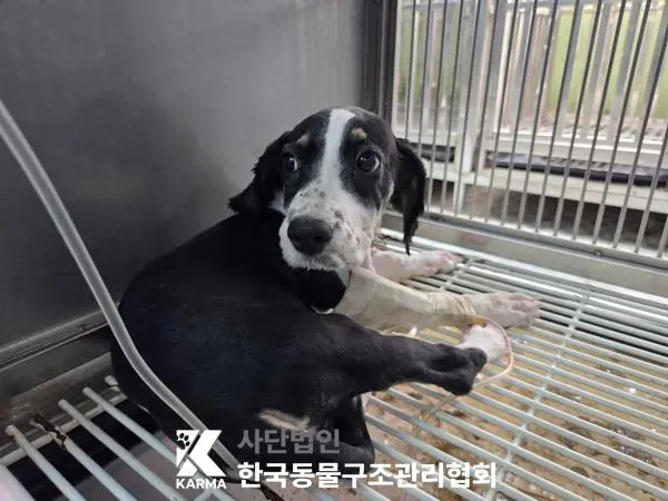 믹스견 보호중 사진
