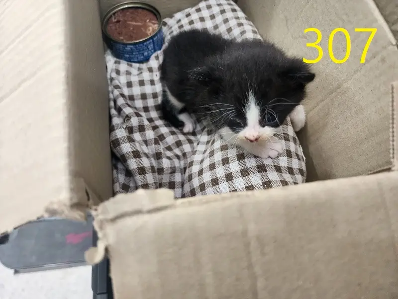 한국 고양이 보호중 사진