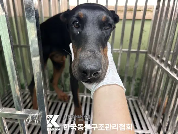 도베르만 보호중 사진