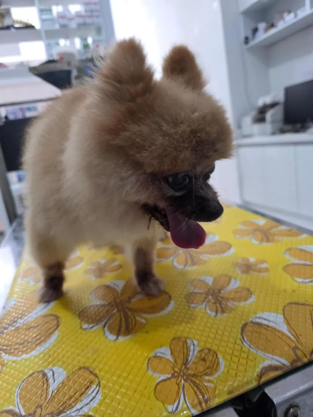 포메라니안 보호중 사진