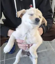 믹스견 보호중 사진