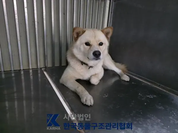 믹스견 보호중 사진