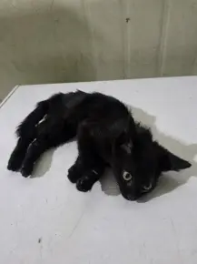 한국 고양이 보호중 사진