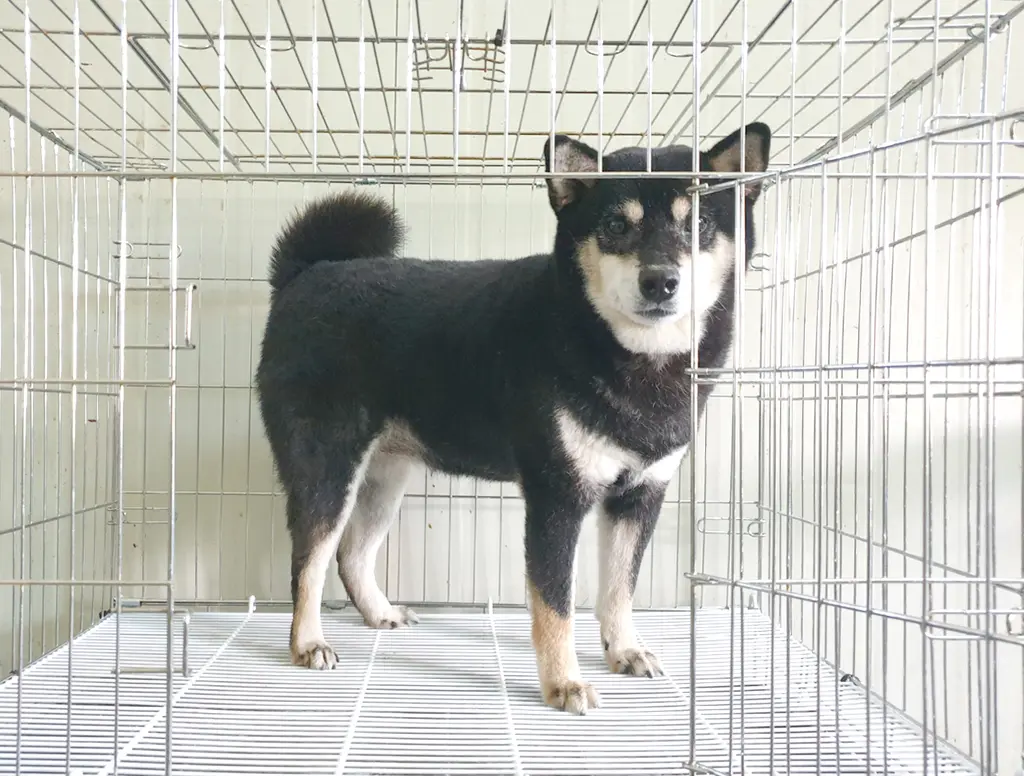 시바 보호중 사진