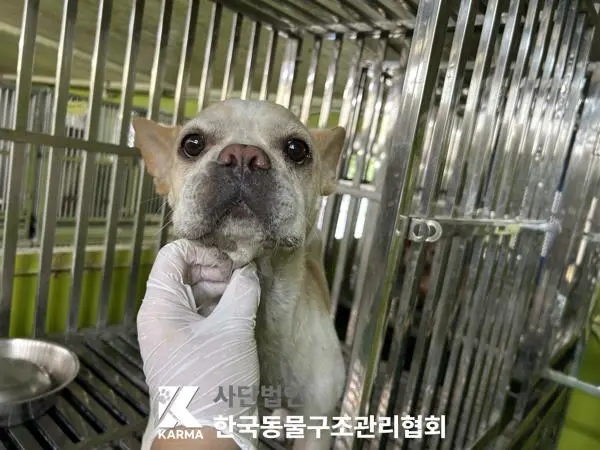 프렌치 불독 보호중 사진