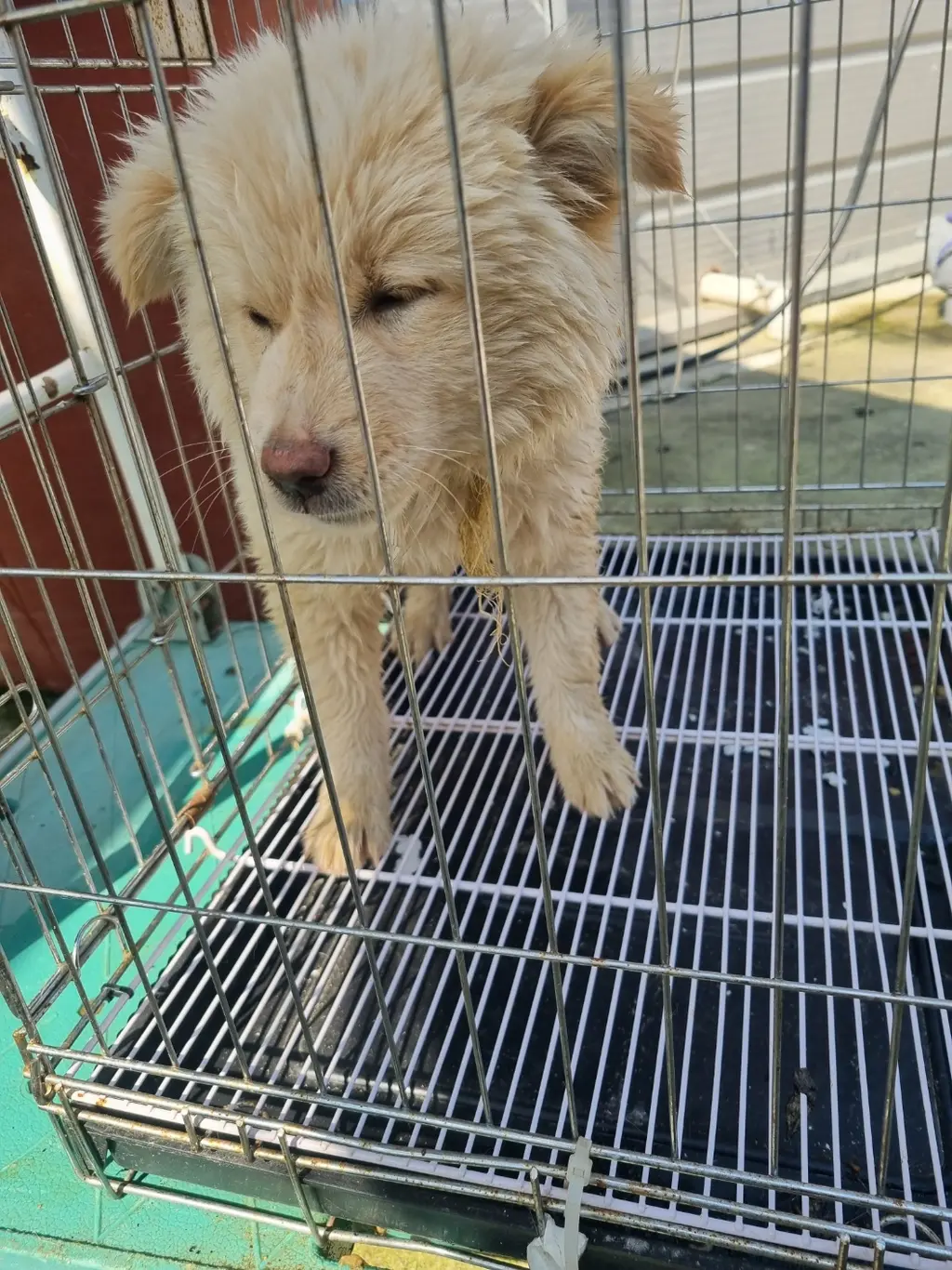 믹스견 보호중 사진