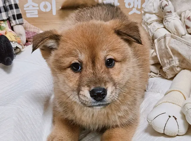 믹스견 보호중 사진