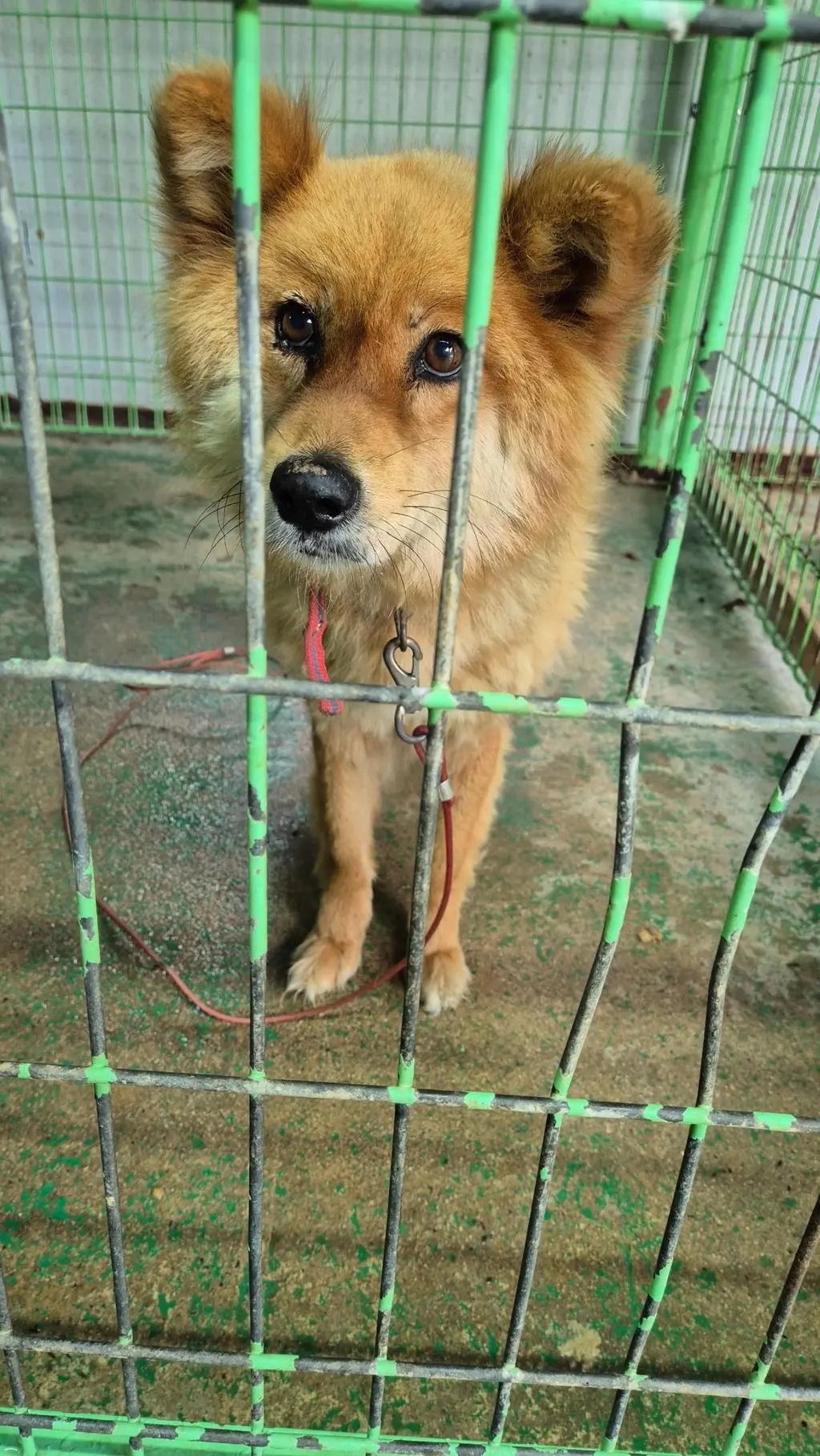 믹스견 보호중 사진