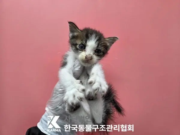 한국 고양이 보호중 사진