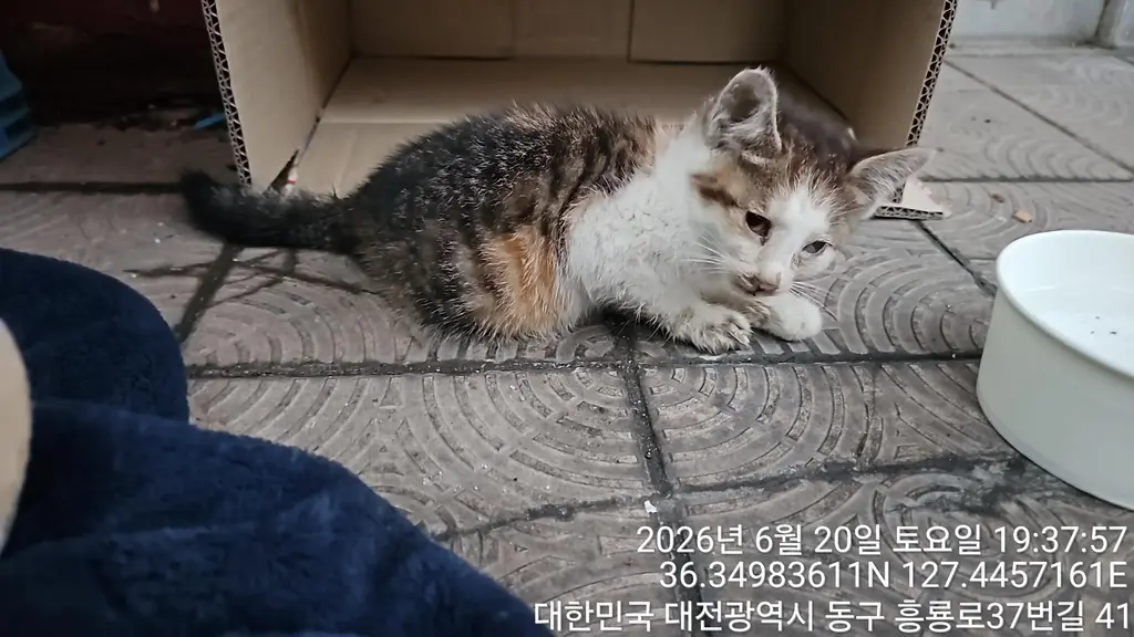 한국 고양이 보호중 사진