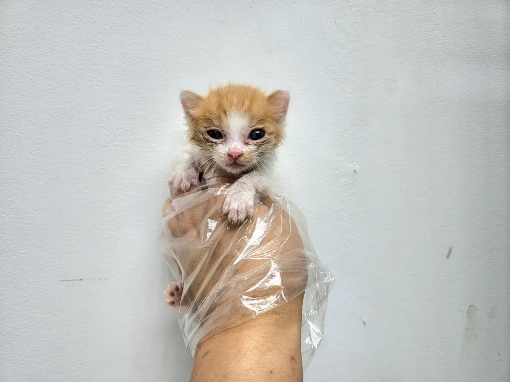 한국 고양이 보호중 사진