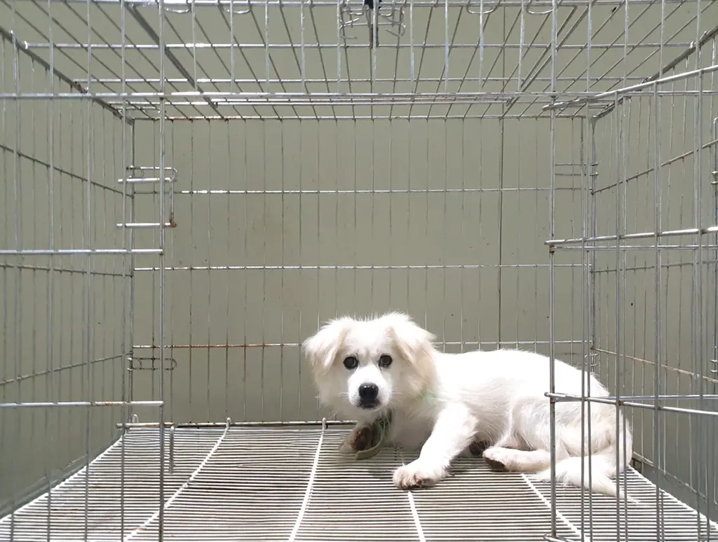 믹스견 보호중 사진