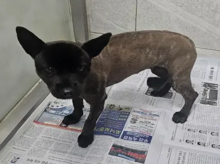 믹스견 보호중 사진