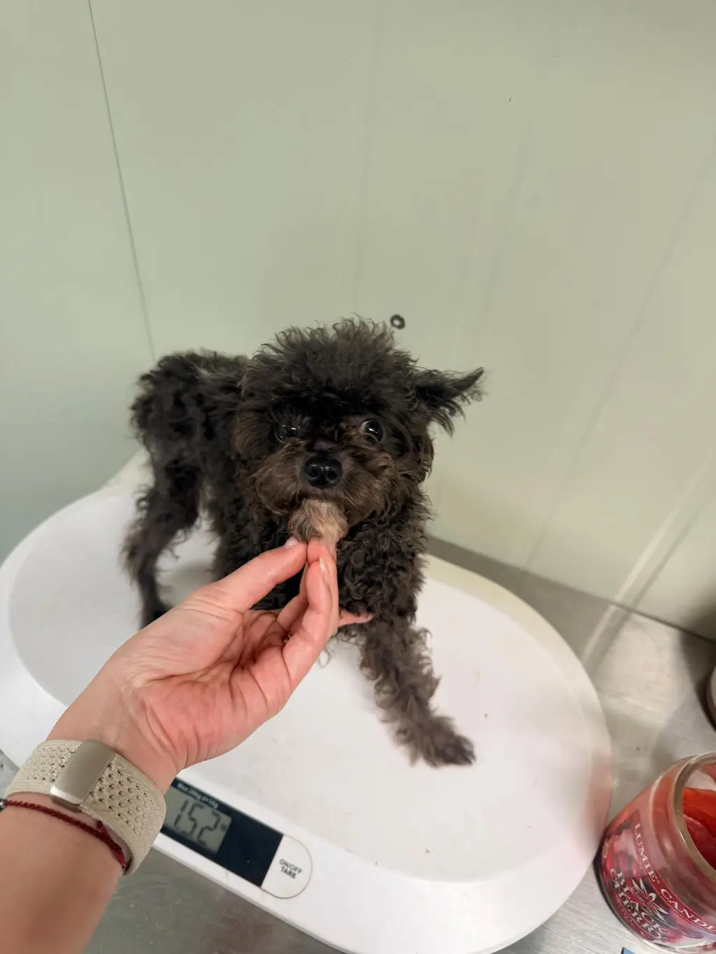푸들 보호중 사진