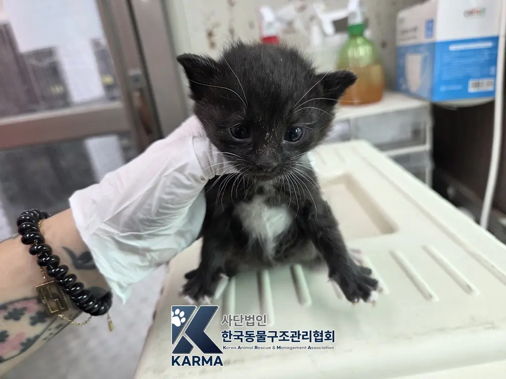 한국 고양이 보호중 사진