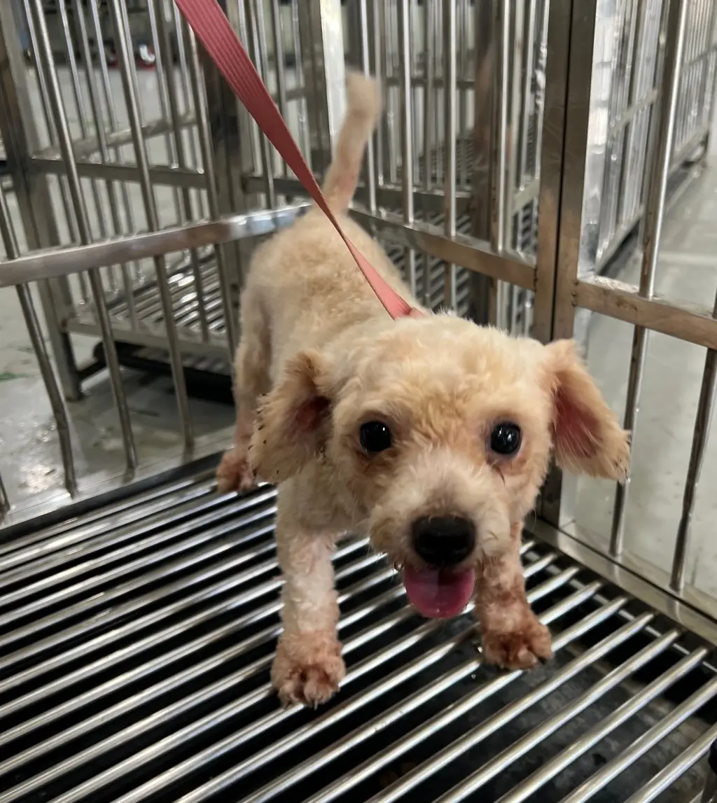 푸들 보호중 사진