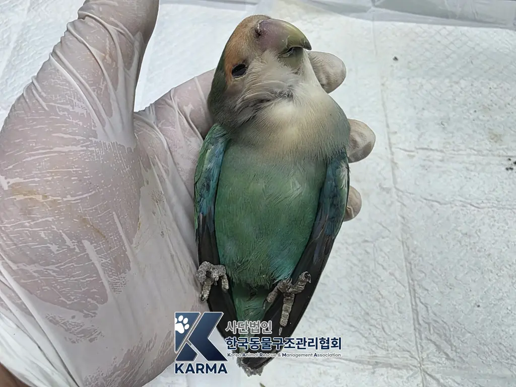 기타축종 보호중 사진
