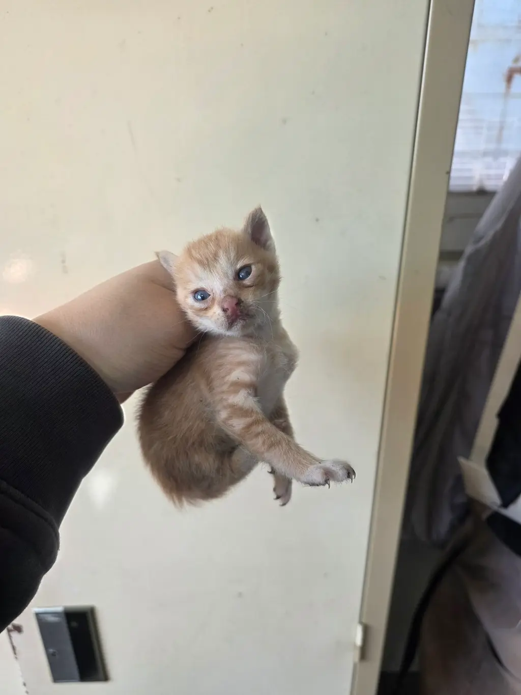 한국 고양이 보호중 사진