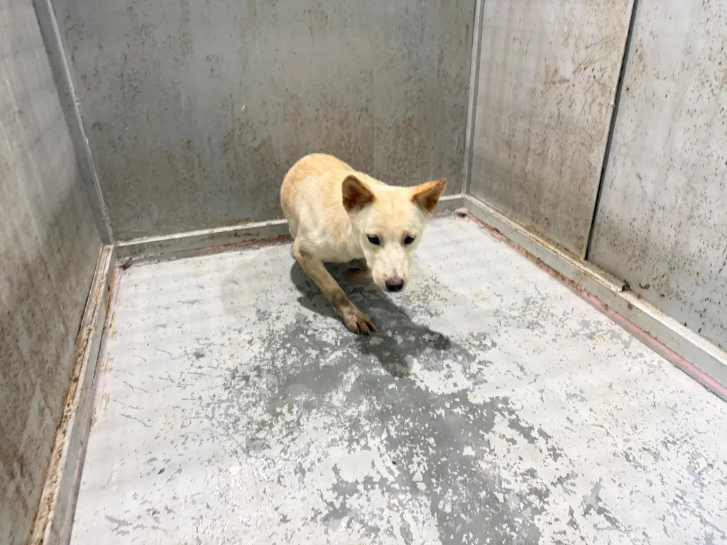 믹스견 보호중 사진