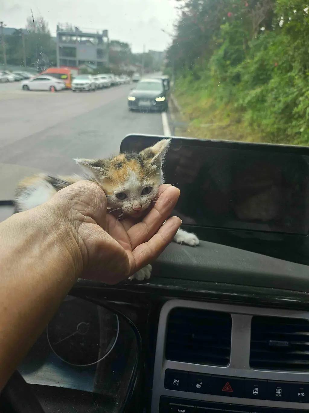 한국 고양이 보호중 사진
