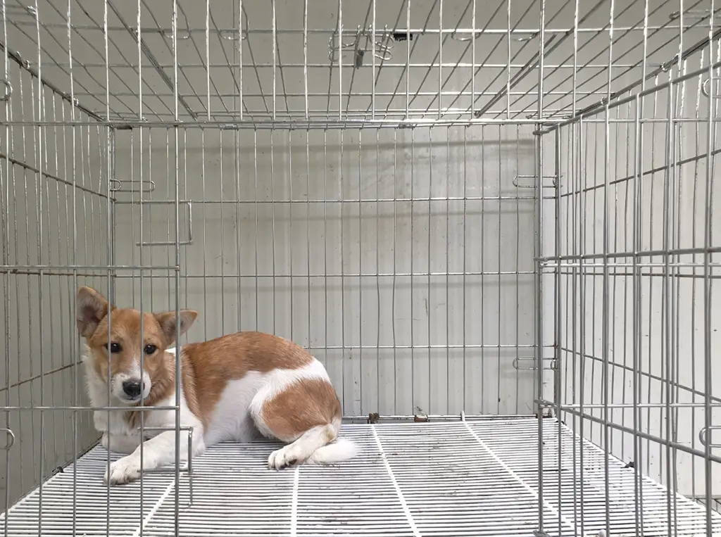 믹스견 보호중 사진