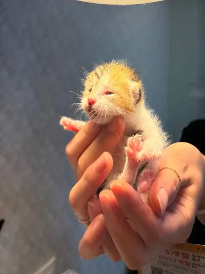 믹스묘 보호중 사진