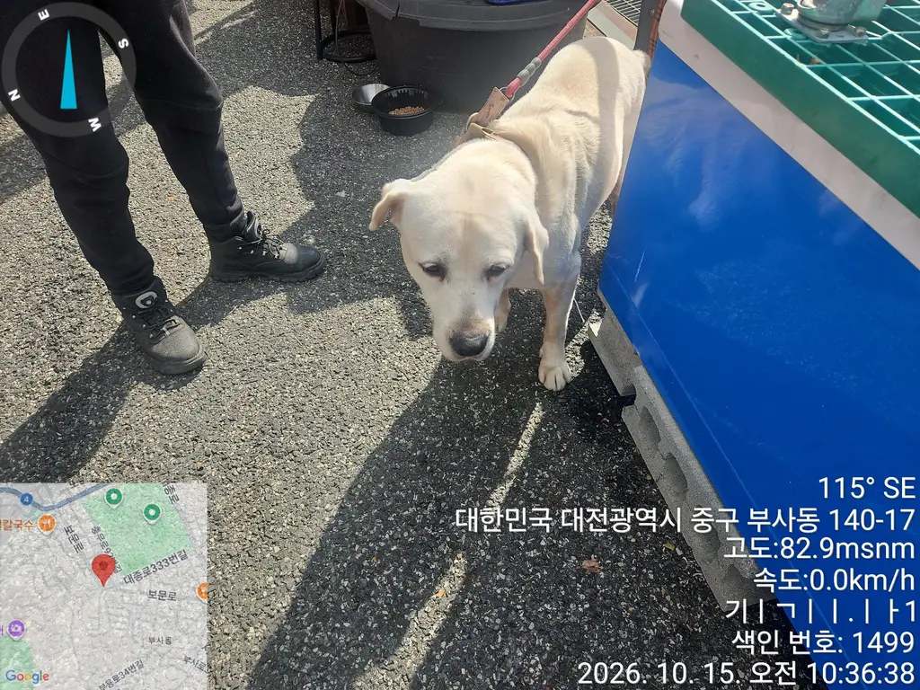 라브라도 리트리버 보호중 사진