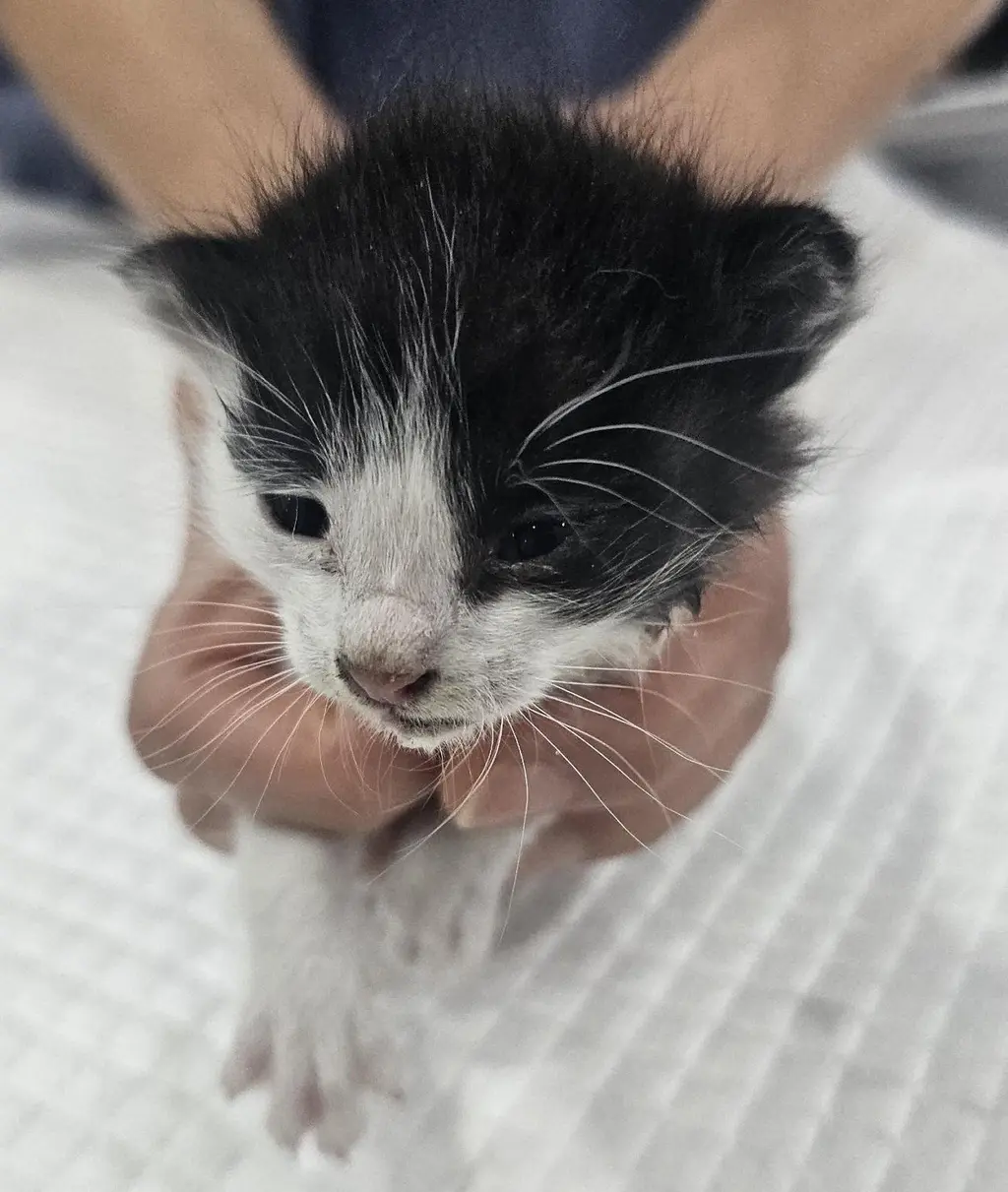 한국 고양이 보호중 사진