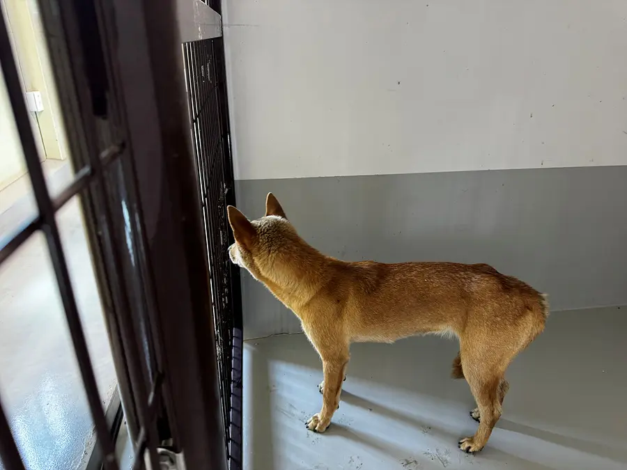 믹스견 보호중 사진