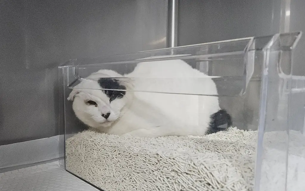 믹스묘 보호중 사진