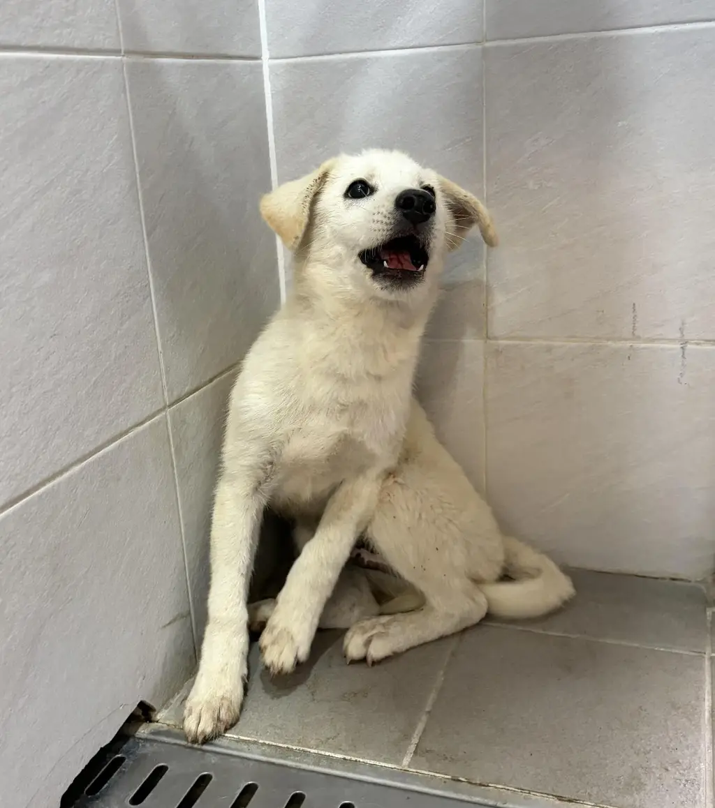 믹스견 보호중 사진